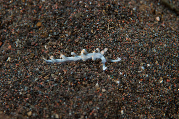 Flabellina bicolor Nudibranch