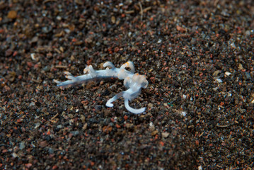 Flabellina bicolor Nudibranch