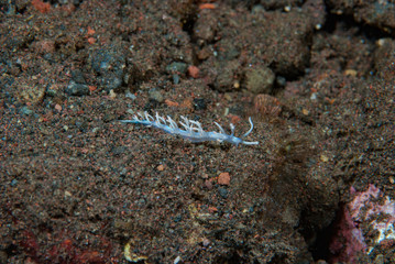 Flabellina bicolor Nudibranch