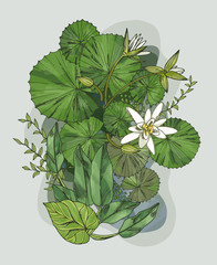 Illustration of water lilies leaves ans flowers and other water plants