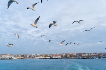 Fototapeta na wymiar seagulls in the sky in the background