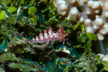 Flabellina rubrolineata Nudibranch