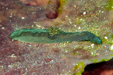 Glossodoris stellata Nudibranch