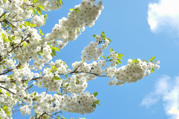 Flowers and a tree - Ireland