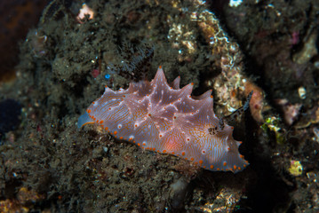 Halgerda batangas Nudibranch