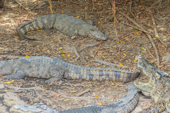 Wild crocodile laying eggs in the straw nest. Alligator is spawning eggs in the straw nest.