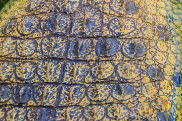 Alive crocodile skin pattern from the living body for background. Crocodile farming for breeding and raising of crocodiles in order to produce crocodile and alligator meat, leather, and other goods.