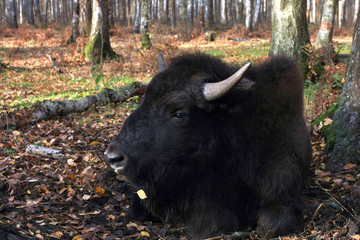 Bison in the autumn forest