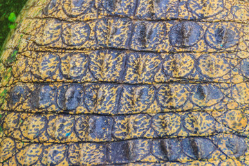 Alive crocodile skin pattern from the living body for background. Crocodile farming for breeding and raising of crocodiles in order to produce crocodile and alligator meat, leather, and other goods.