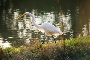 Obraz premium white heron
