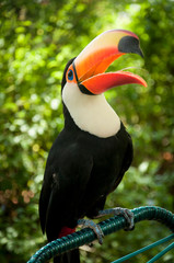 Tucan Bird