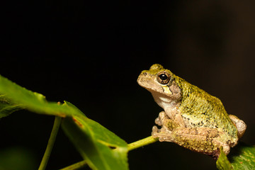 A green southern gray treefrog - Hyla chrysoscelis
