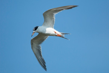 Gliding immature forster's tern - Sterna forsteri