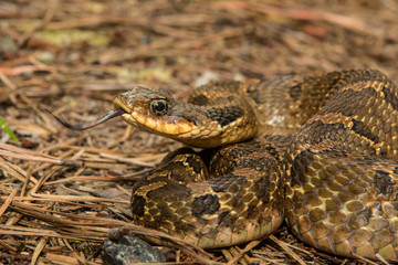 Eastern hognose - Heterodon platyrhinos