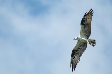 Fototapeta premium Osprey in flight - Pandion haliaetus