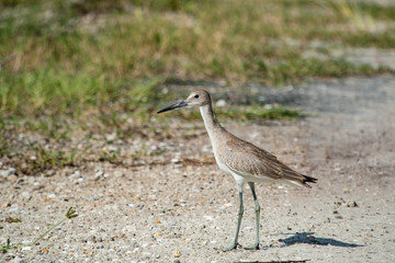 Willet - Ringa semipalmata