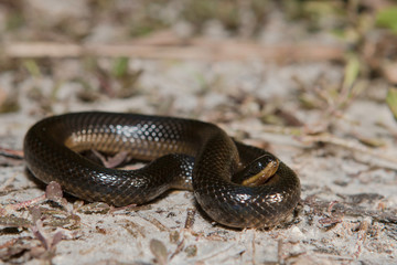 Striped crayfish snake - Regina alleni