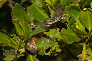 Mangrove salt marsh snake - Nerodia clarkii compressicauda