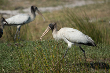 Wood stork in a road side ditch - Mycteria americana