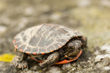 Baby painted turtle - Chrysemys picta picta