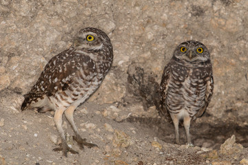 Pair of Florida burrowing owls outside their burrow - Athene cunicularia