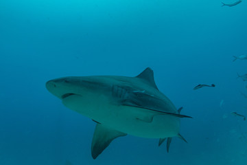 Bullshark