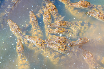 Group of young crocodiles are basking in the concrete pond. Crocodile farming for breeding and raising of crocodilians in order to produce crocodile and alligator meat, leather, and other goods.