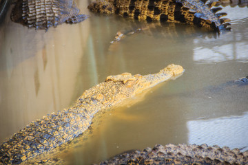 Young crocodiles are floating in the water at crocodile farm or alligator farm, an establishment...