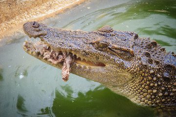 Scary crocodile is eating fresh meat in the farm. Crocodile farming for breeding and raising of crocodilians in order to produce crocodile and alligator meat, leather, and other goods.