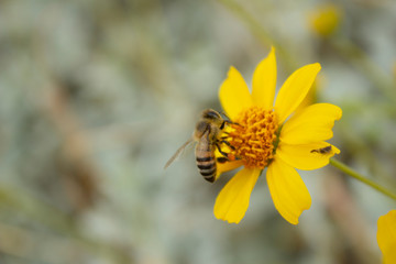 Bee Feeding on Yellow Brittlebush Flower and Little Friend