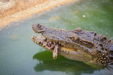 Scary crocodile is eating fresh meat in the farm. Crocodile farming for breeding and raising of crocodilians in order to produce crocodile and alligator meat, leather, and other goods.