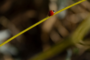 Red Ladybug climbing up over Green Twig