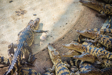 Group of young crocodiles are basking in the concrete pond. Crocodile farming for breeding and raising of crocodilians in order to produce crocodile and alligator meat, leather, and other goods.