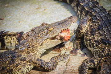 Scary crocodile is eating fresh meat in the farm. Crocodile farming for breeding and raising of crocodilians in order to produce crocodile and alligator meat, leather, and other goods.