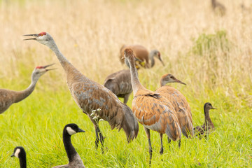 Sandhill cranes (Grus canadensis) & Canada geese (Branta canadensis) feeding;  Alaska