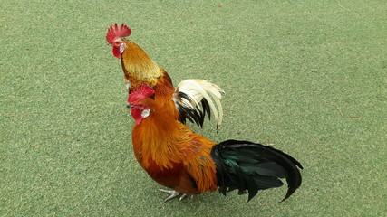 Two roosters