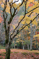 高野山の紅葉