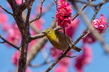 Red plum flower and Japanese White-eye, Aobanomori park in Chiba city, Chiba prefecture, Japan