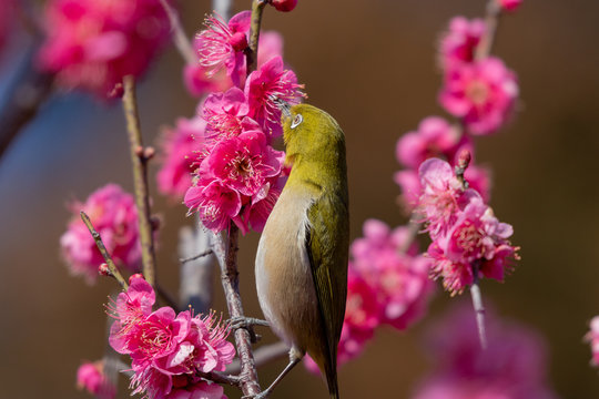 Red plum flower and Japanese White-eye, Aobanomori park in Chiba city, Chiba prefecture, Japan