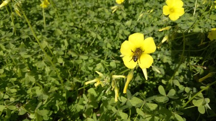 yellow flowers