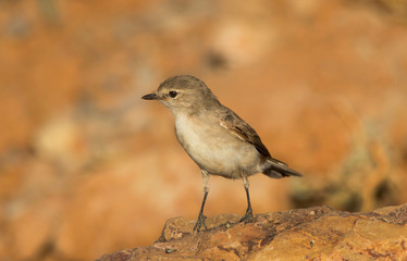 Jacky Winter flycatcher
