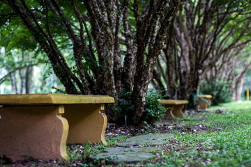 bench in garden