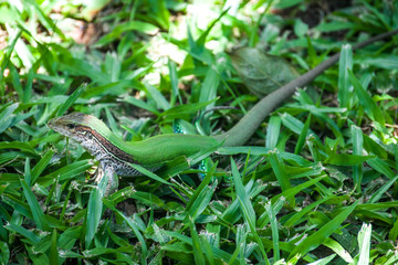 brazilian-lizard