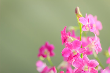 Beautiful purple dendrobium orchid flowers on the dark background, selective focus.