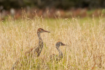 Sandhill cranes (Grus canadensis) feeding in field;  Alaska