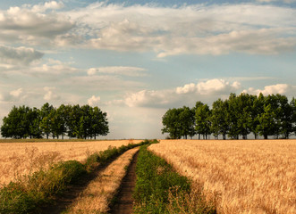 rural road in the field