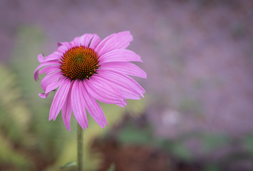 Obraz premium pink cone flower in garden
