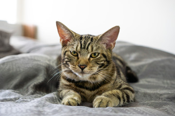 Close up of american shorthair cat
