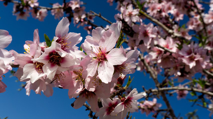 Abejas en las flores de un almendrero