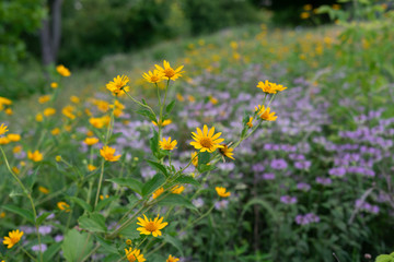 field of yellow and blue flowers